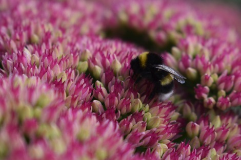 Bumblebee on a sedum